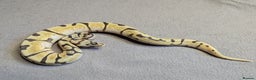 Python Snake reptiles for sale: 2025 Royal Python Hatchlings  - Advert 9