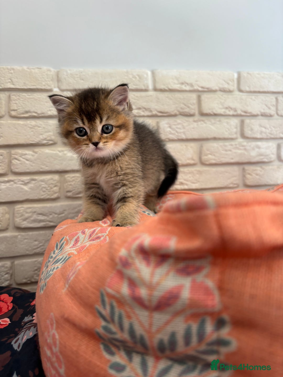 Scottish Fold cats for sale: Scottish fold pedigree kittens - Image 6