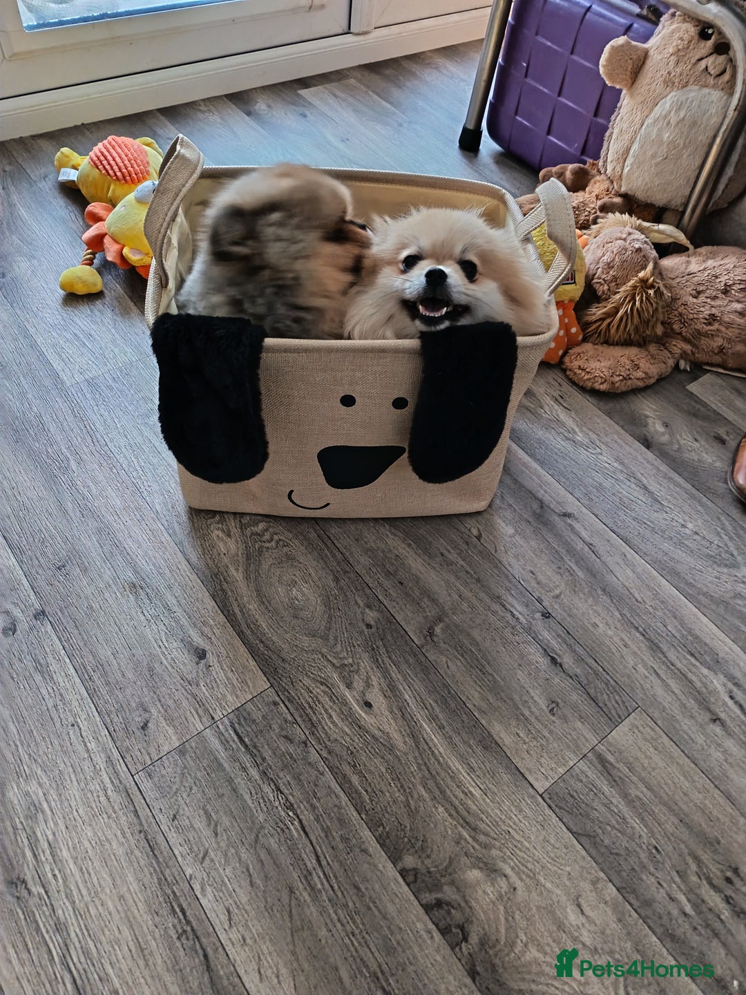 Pomeranian dogs for sale: 2 POMERANIAN PUPPIES FOR SALE - 1 girl and 1 boy - Advert 3