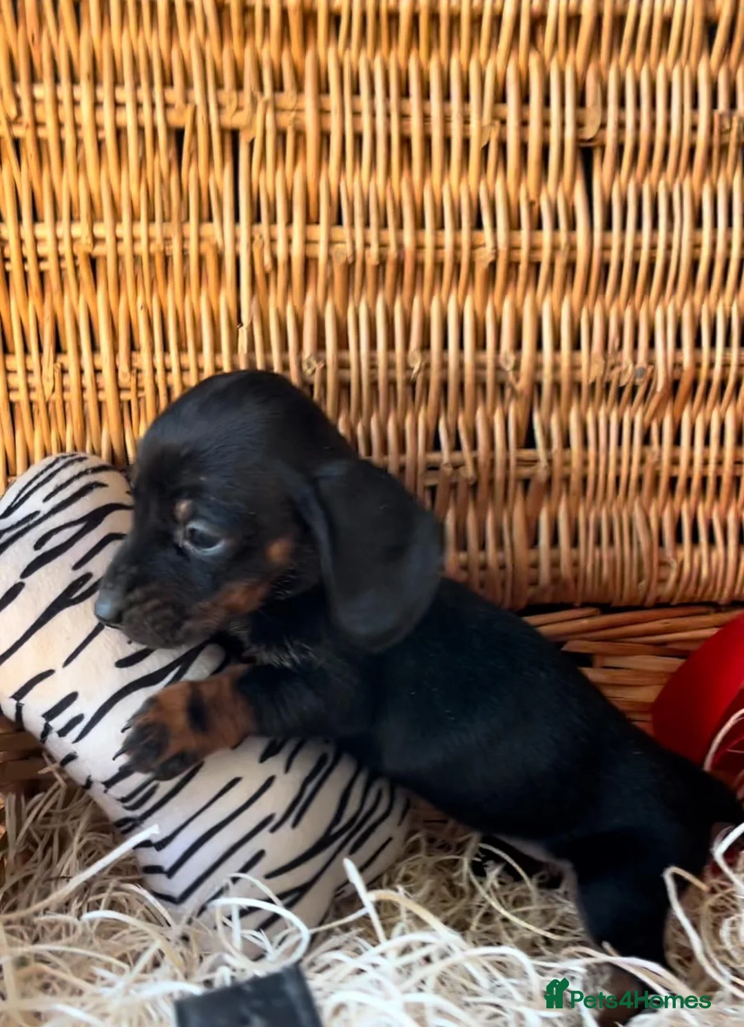 Miniature Dachshund dogs for sale: Beautiful Miniature Dachshund Puppies in Waterlooville - Advert 5