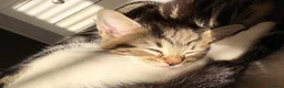 Mixed Breed cats for sale: One beautiful kitten male ready soon - Advert 7