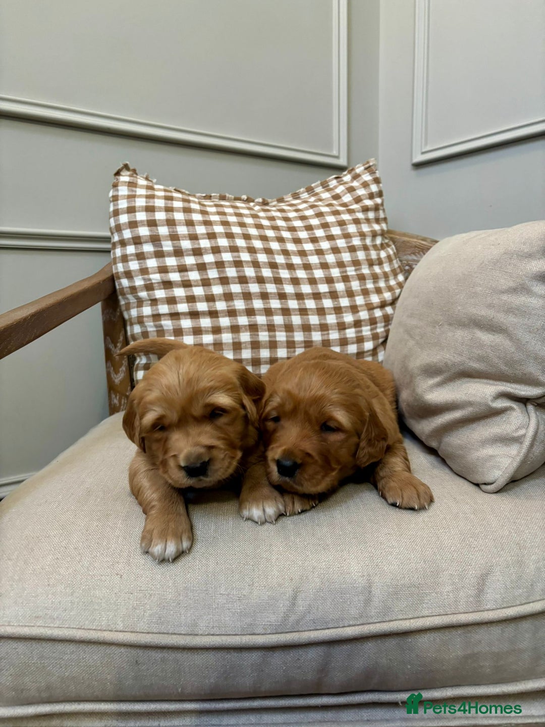 Golden Retriever dogs for sale: Red Working Line Pedigree Golden Retriever Pups - Advert 1