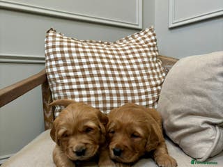 Golden Retriever dogs Red Working Line Pedigree Golden Retriever Pups - Advert 13