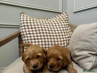 Golden Retriever dogs Red Working Line Pedigree Golden Retriever Pups - Advert 11