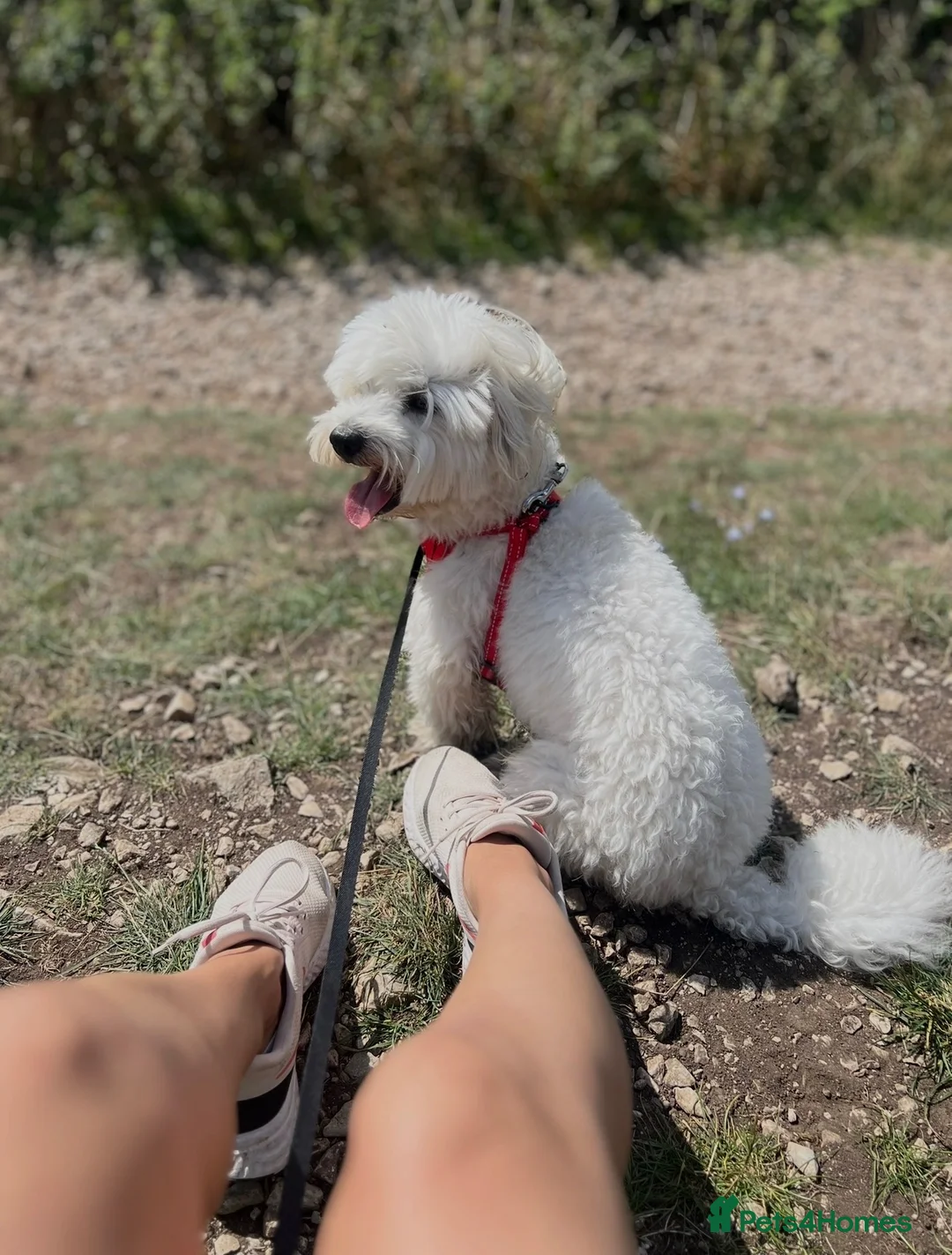 Coton De Tulear dogs for sale: Meet Our Lovely Boy – A Loving Companion - Advert 2