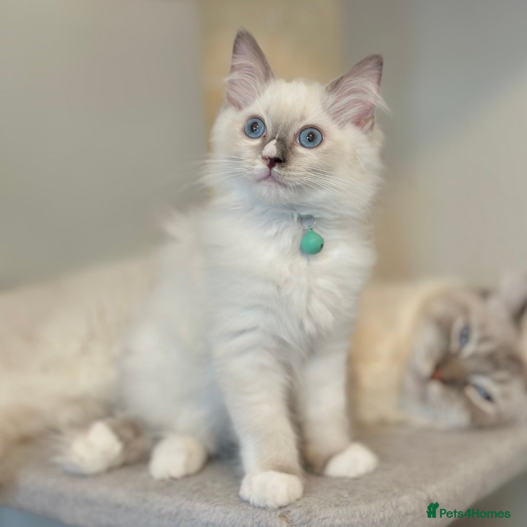 Ragdoll cats for sale: Gentle, Affectionate, Cuddly, Playful Kittens - Image 7