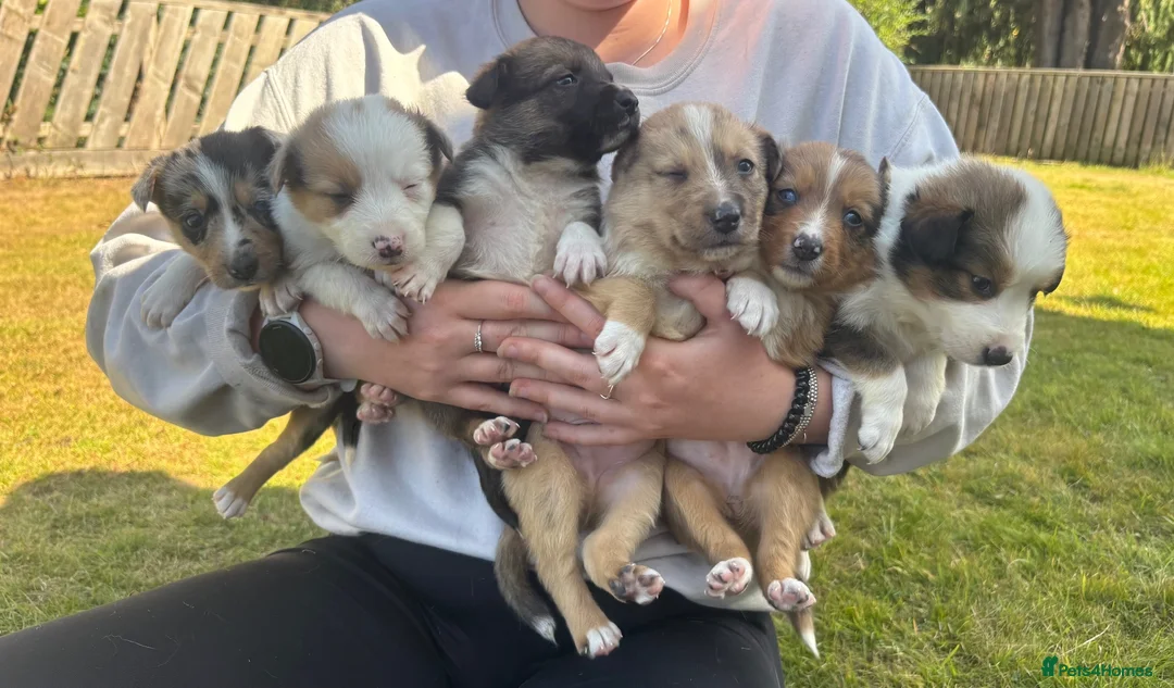 Mixed Breed dogs for sale: 6 Beautiful Puppies❤️ - Advert 2