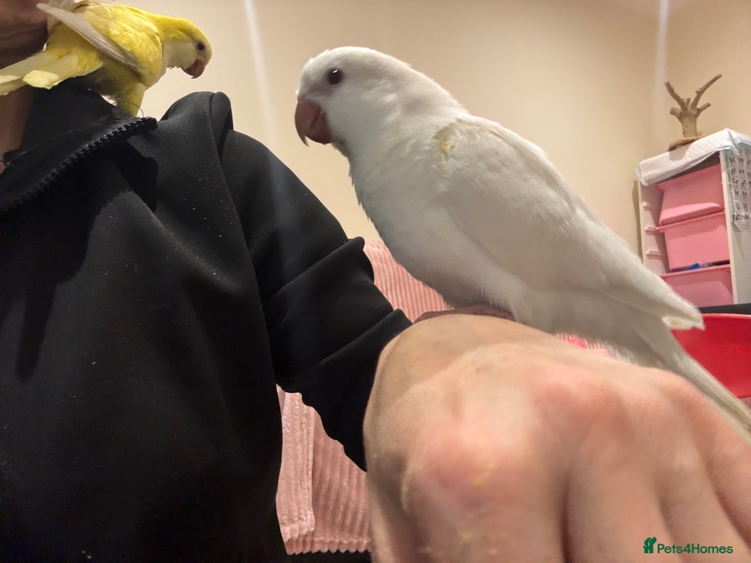 Parrots birds for sale: Young quaker for new homes - Advert 4