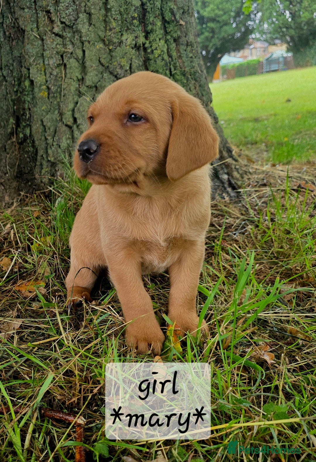 Labrador Retriever dogs for sale: Fox red labrador puppies - Image 10