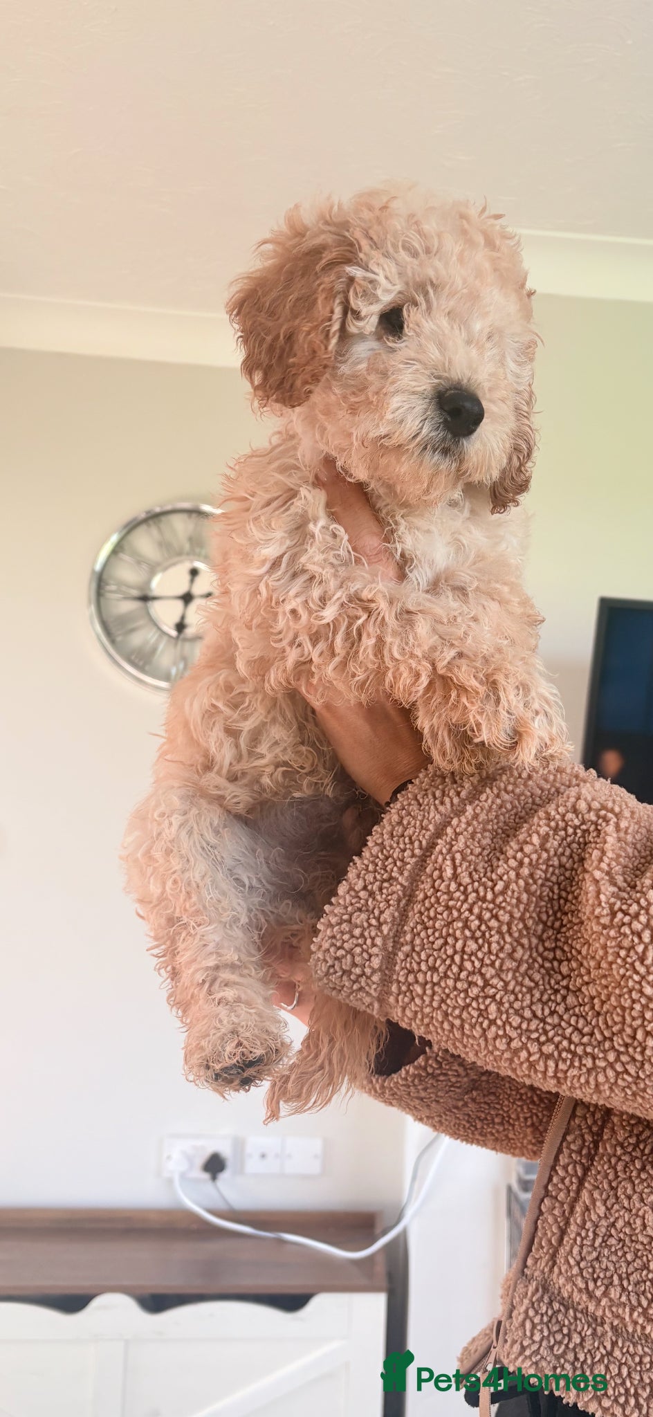 Cockapoo dogs F1B cockapoos  - Advert 2