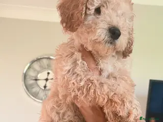 Cockapoo dogs F1B cockapoos - Advert 2