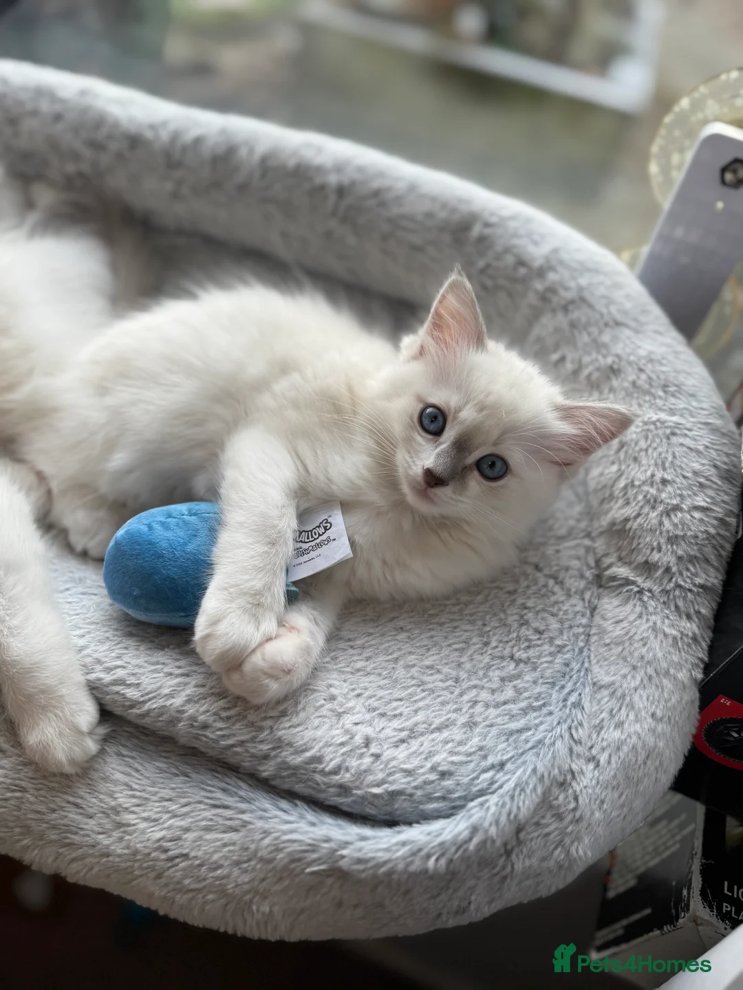 Ragdoll cats for sale: Now ready to leave – Blue Point– TICA Registered - Advert 24