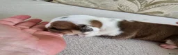English Bulldog dogs for sale: British bulldog pups in Ammanford - Advert 33