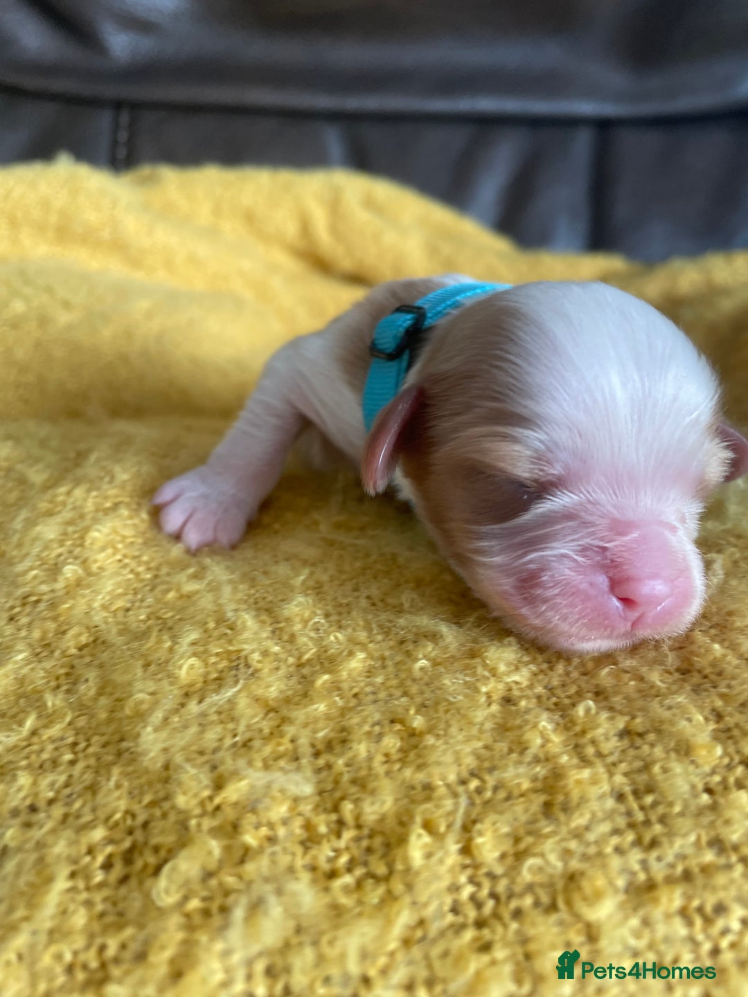 Cavalier King Charles Spaniel dogs for sale: Cavalier King Charles spaniel  - Image 11
