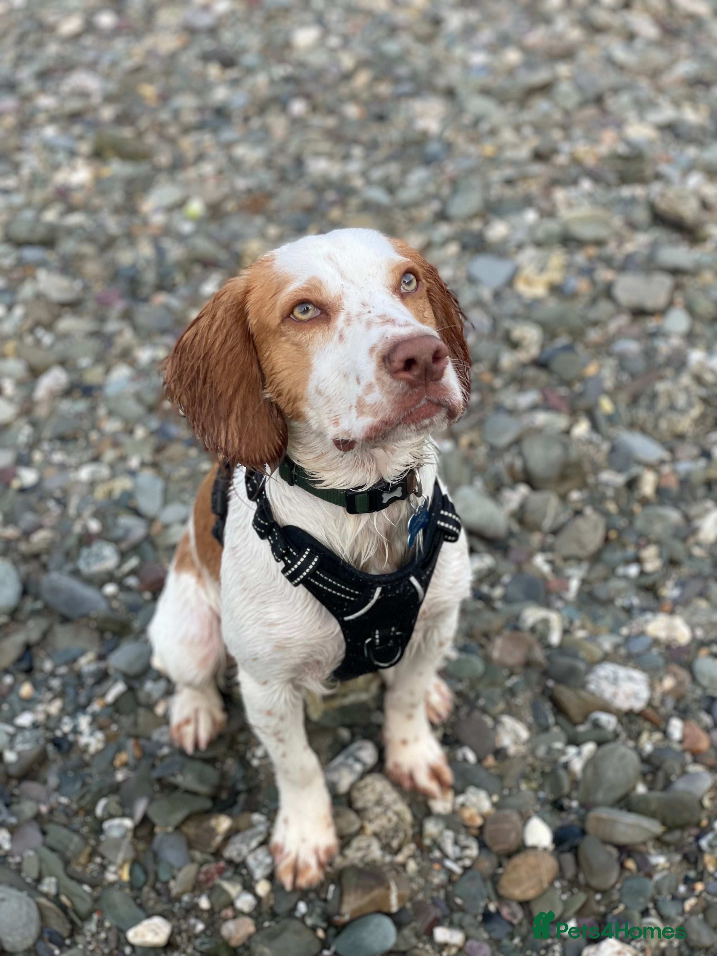 Cocker Spaniel dogs 12 Month Cocker Spaniel - Advert 2