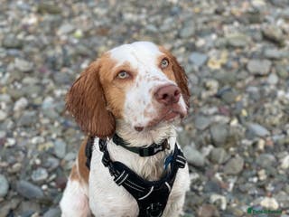 Cocker Spaniel dogs 12 Month Cocker Spaniel - Advert 3