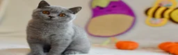 British Shorthair cats for sale: 5 beautiful kittens😻❤️ - Advert 7