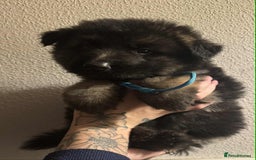 German Shepherd dogs for sale: Beautiful straight back German Shepherds  - Image 30