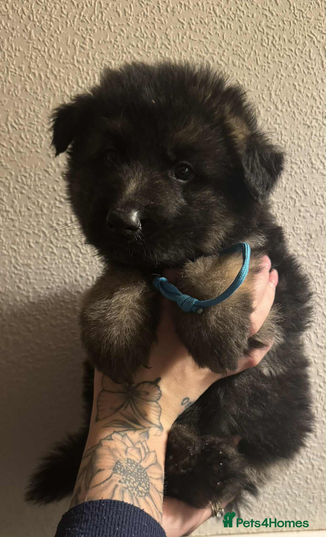 German Shepherd dogs for sale: Beautiful straight back German Shepherds  - Image 30