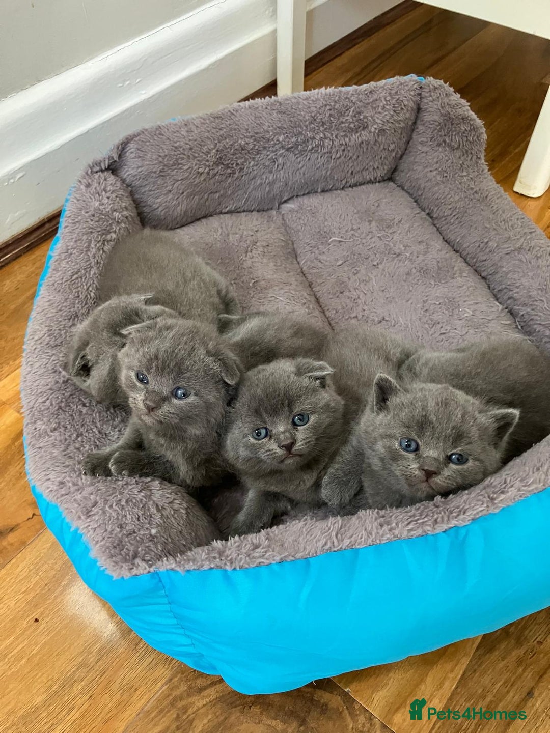 Scottish Fold cats for sale: Waiting for a Warm Heart:Scottish Fold for Sale - Image 8