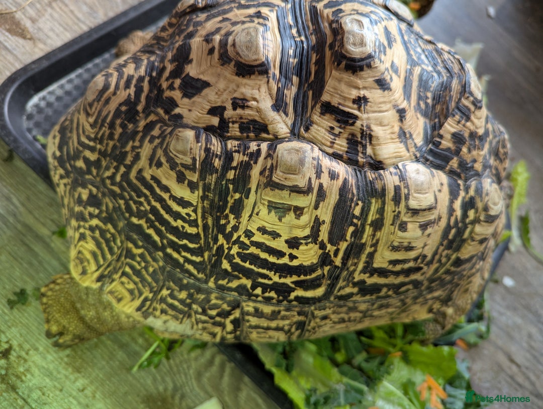 Tortoise reptiles for sale: Breeding pr leopard tortoises. 24 yrs old. Gravid - Image 9