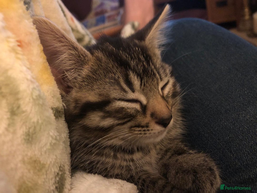 Mixed Breed cats for sale: 5 beautiful kittens looking for their forever home - Image 8