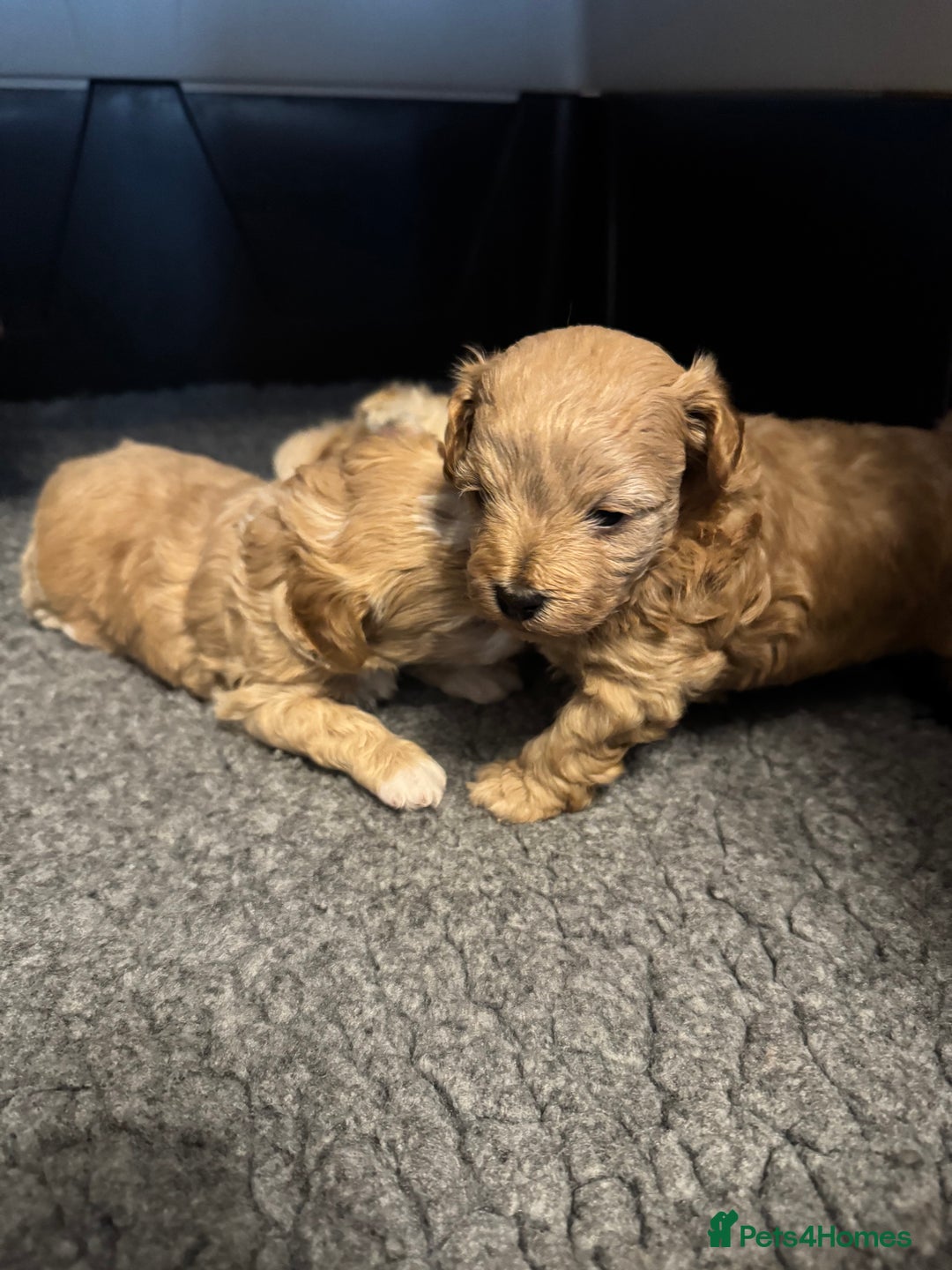 Maltipoo dogs for sale: Teddy bear maltipoo puppies  - Image 5
