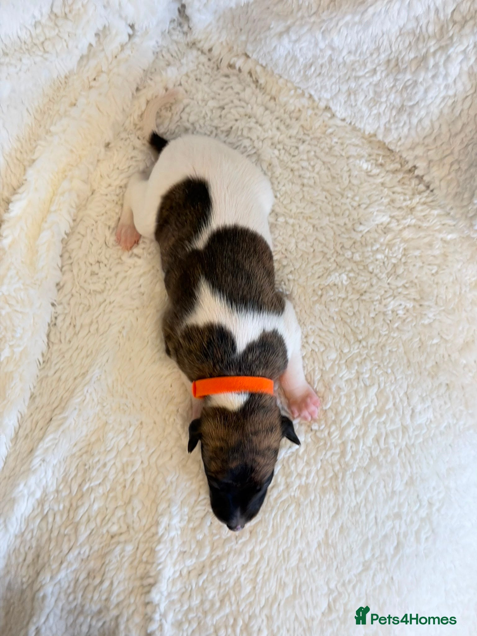 Whippet dogs Stunning pedigree whippet puppies  - Advert 1