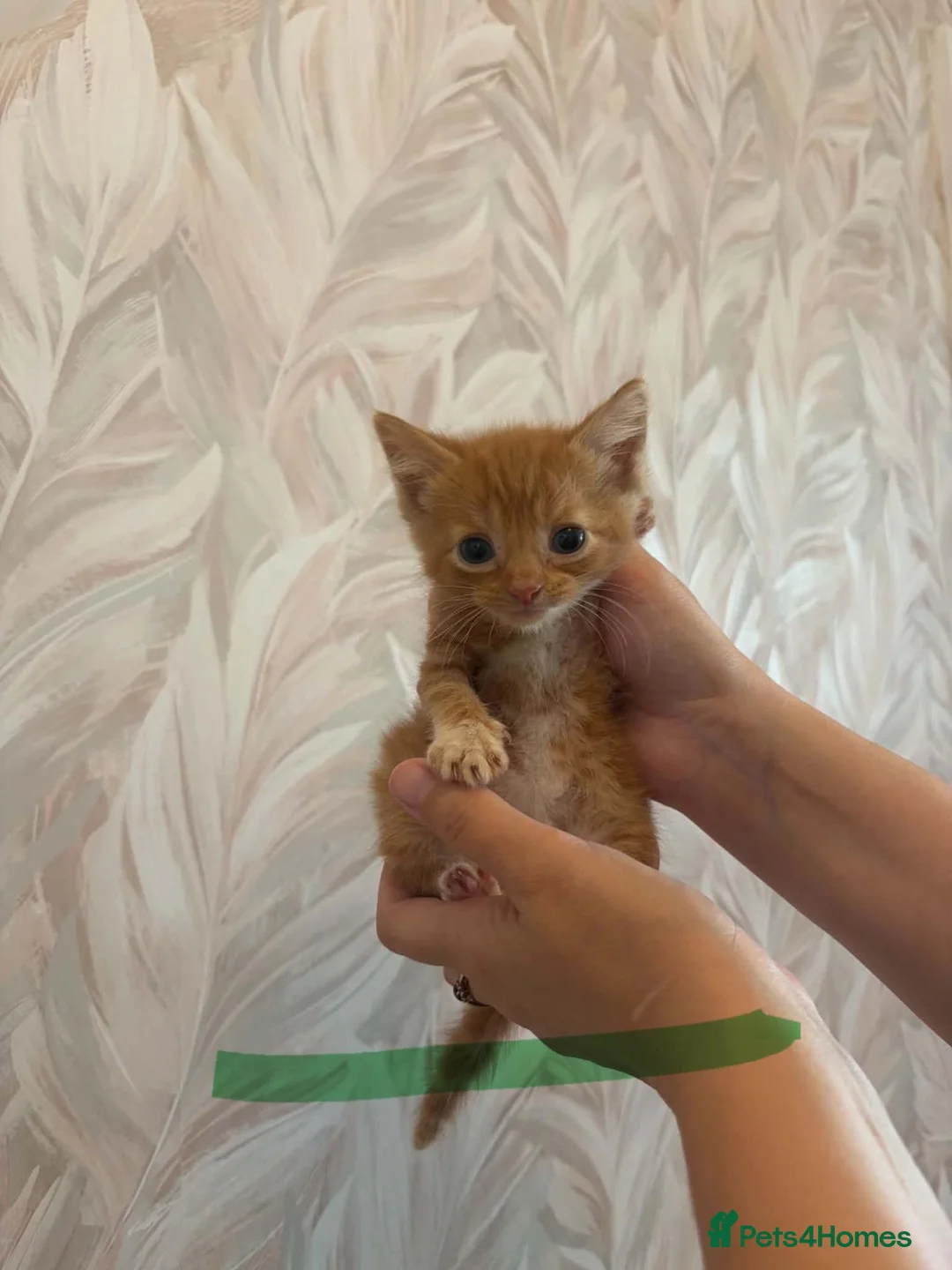 Mixed Breed cats for sale: Cute little kittens  - Advert 22