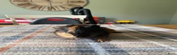 Guinea Pig rodents for sale: Black and Tan Guinea pigs for sale - Advert 2