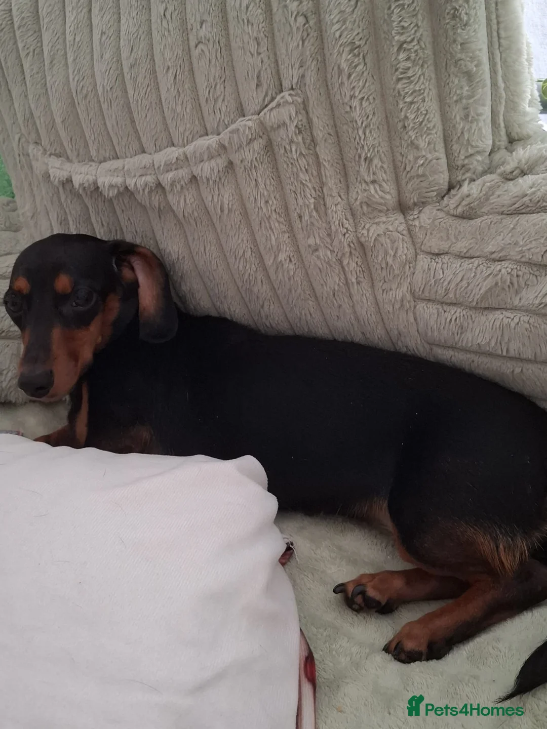 Miniature Dachshund dogs for sale: Miniature Dachshund for sale - Advert 7