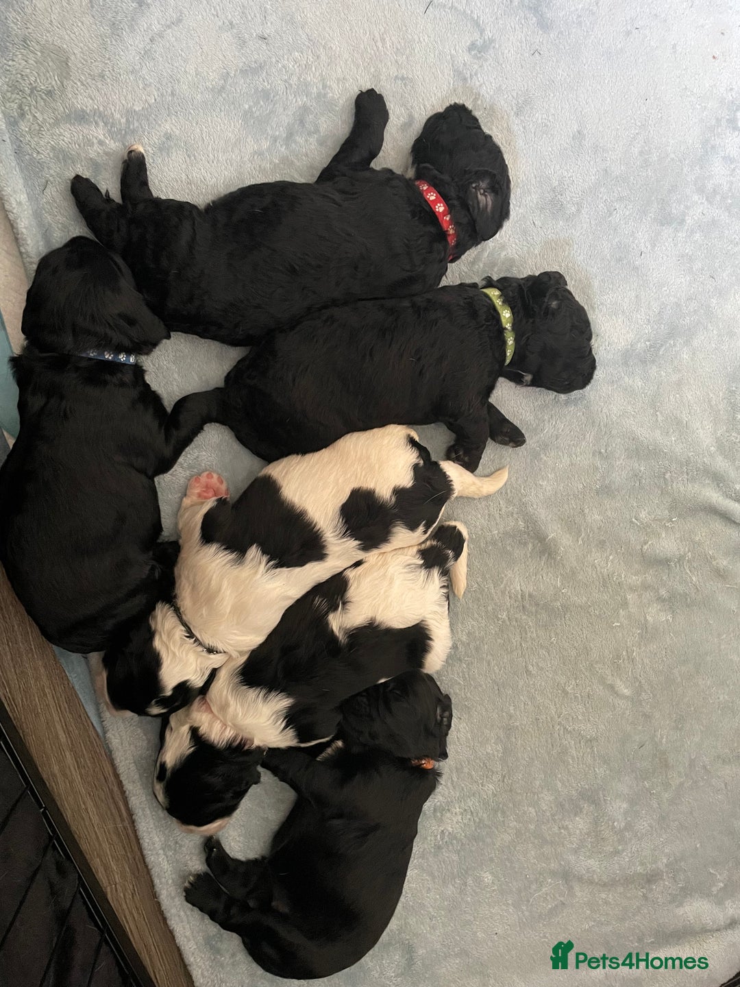 Mixed Breed dogs for sale: Cocker Spaniel cross Cavapoo Pups - Image 1