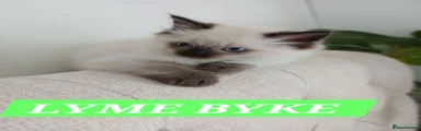 Lymebyke