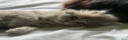 British Longhair cats for sale: Luxury British Longhair Kitten | TICA Registered - Advert 4