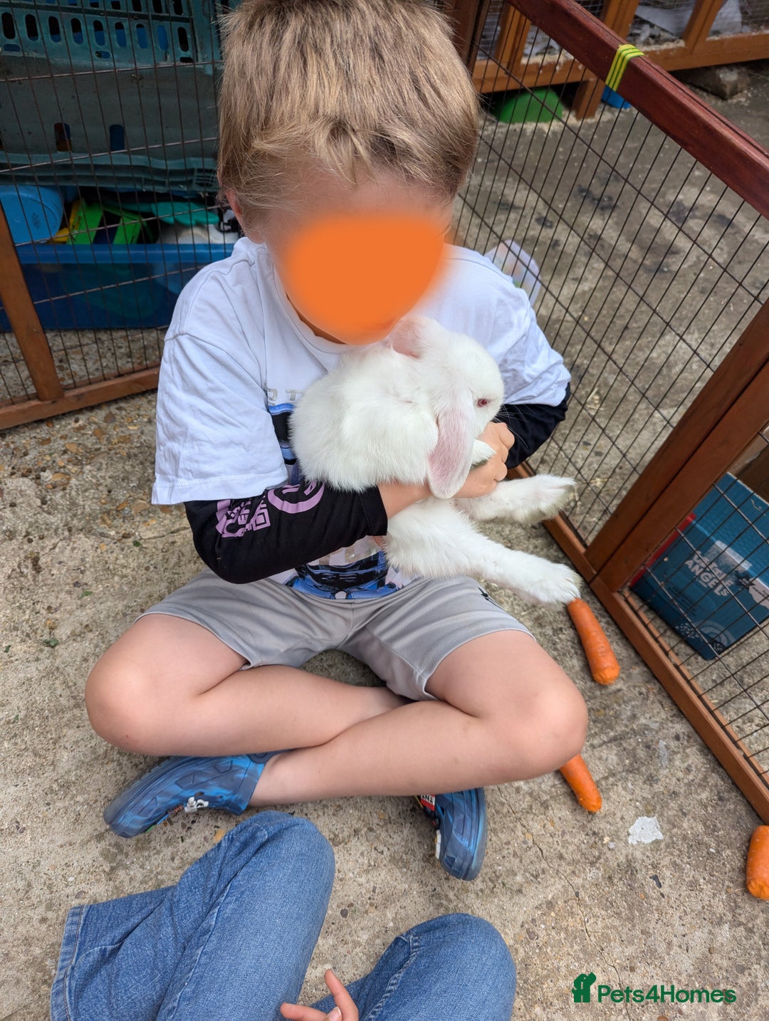 Mini Lop rabbits for sale: Baby Mini Lops - Image 2