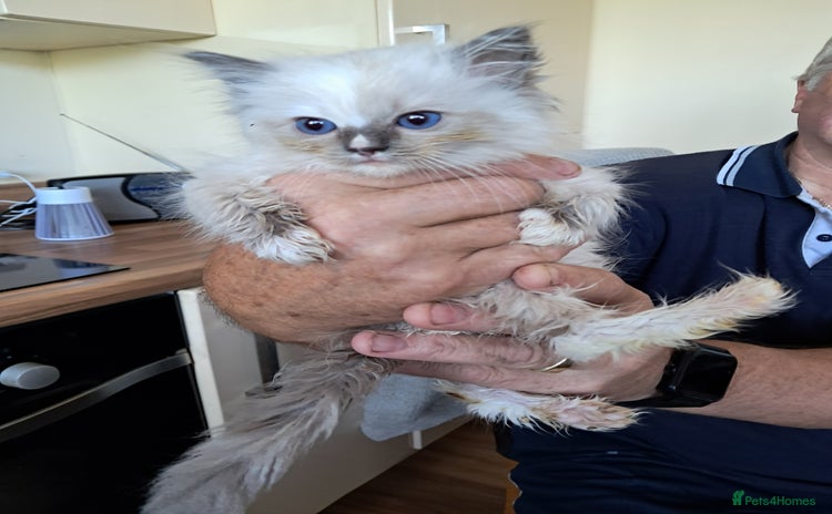 Ragdoll cats - Advert 4
