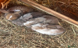 Mini Lion Lop rabbits for sale: 4 Lion Lop Kits for sale - Ready 4th November  - Image 2