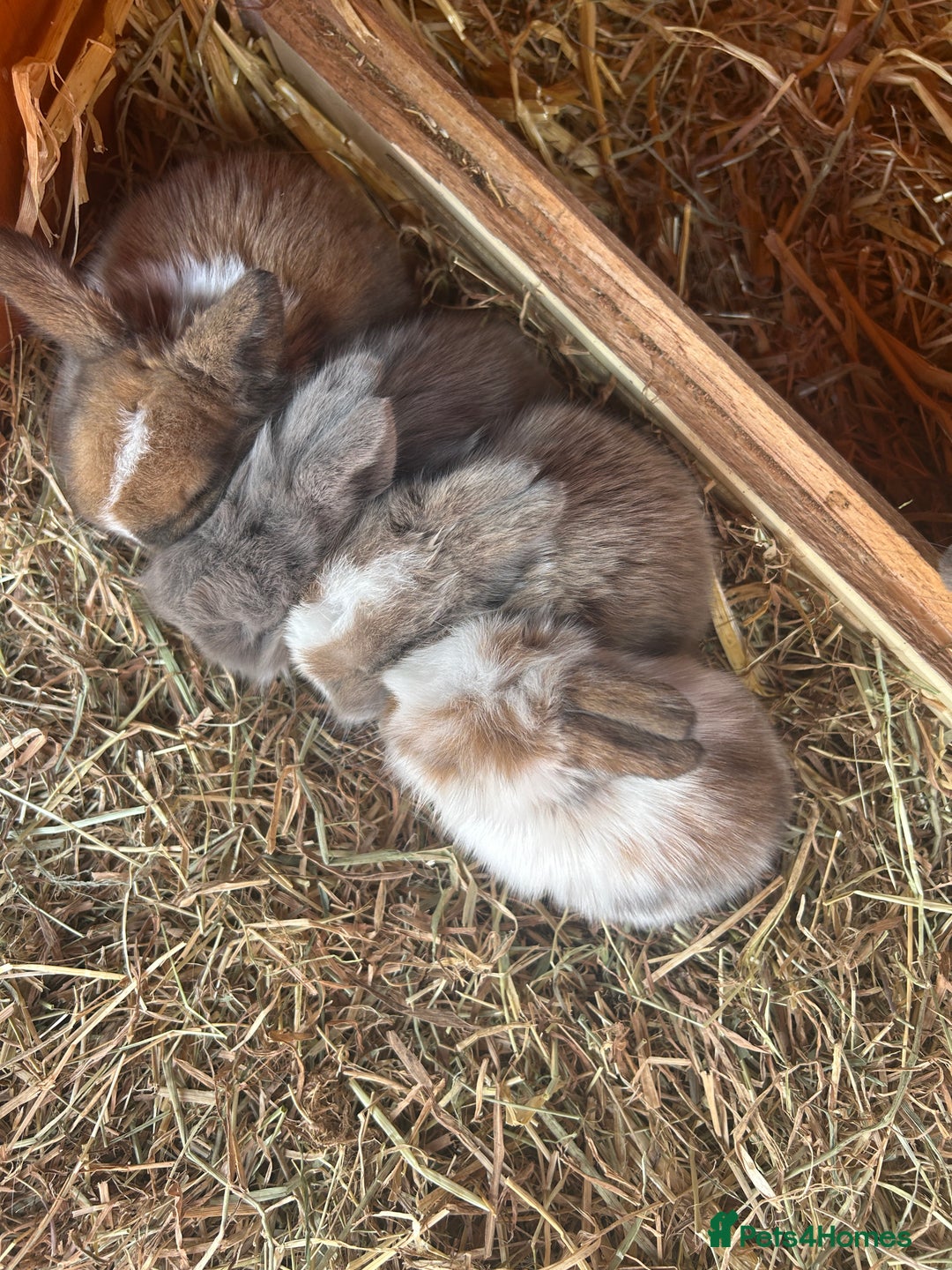 Mini Lion Lop rabbits for sale: 4 Lion Lop Kits for sale - Ready 4th November  - Image 2