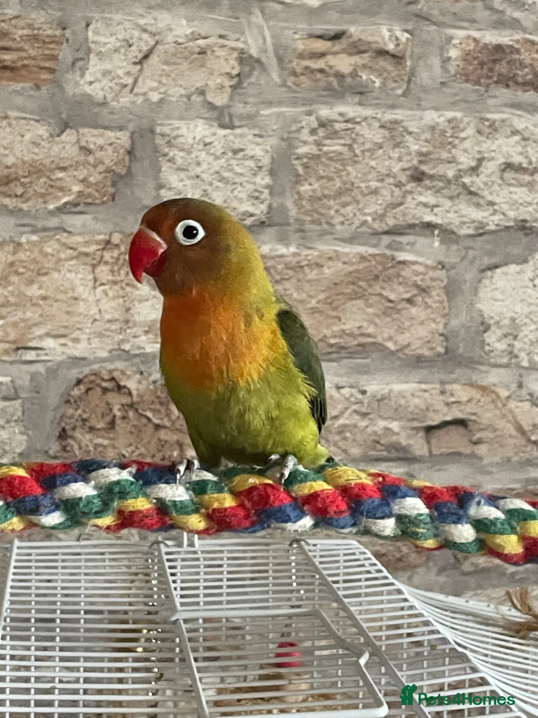 Lovebirds birds for sale: Beautiful baby lovebird hand reared  - Advert 2