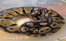 Python Snake reptiles for sale: Snakes for sale - Image 10