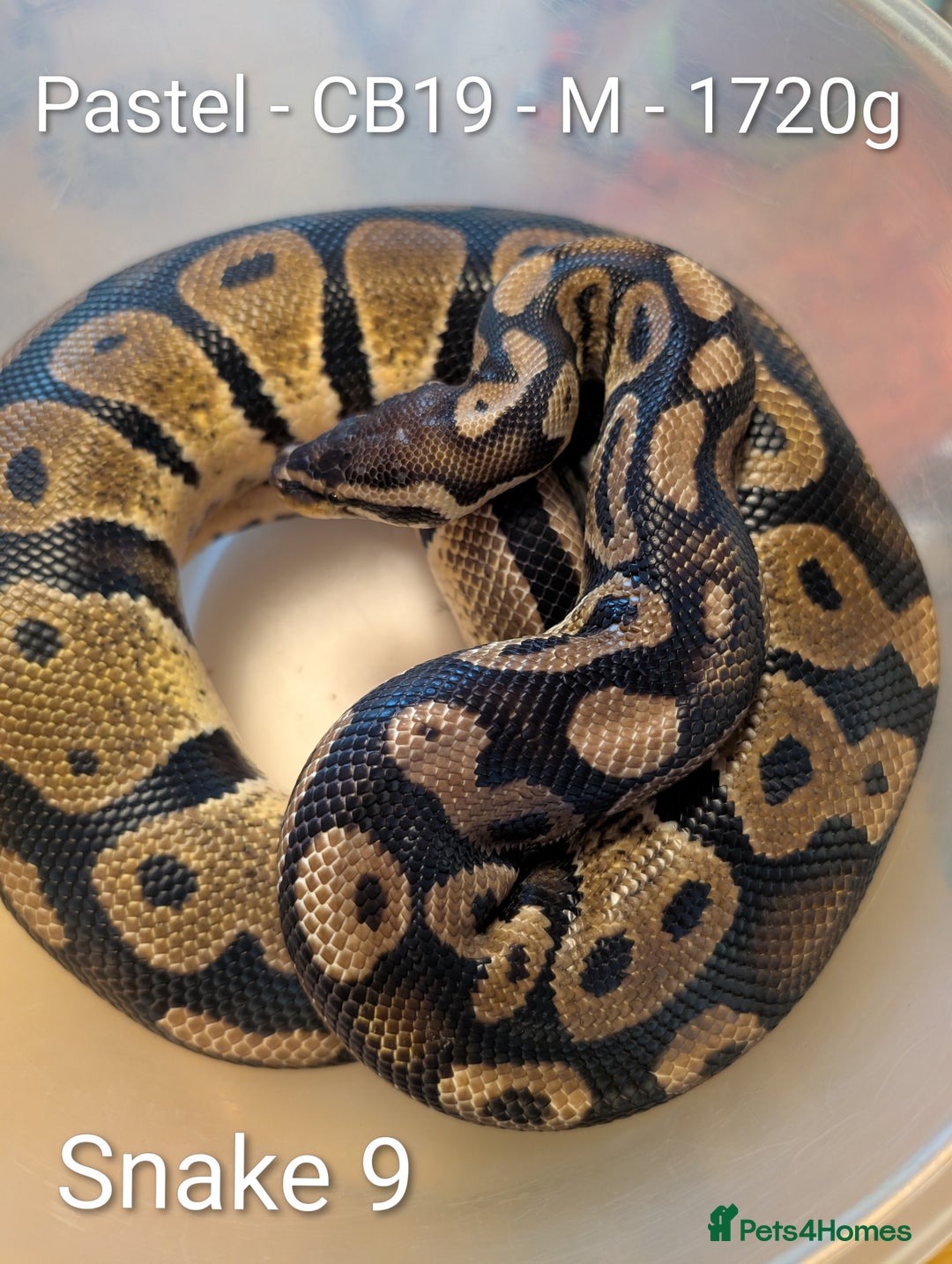 Python Snake reptiles for sale: Snakes for sale - Image 10