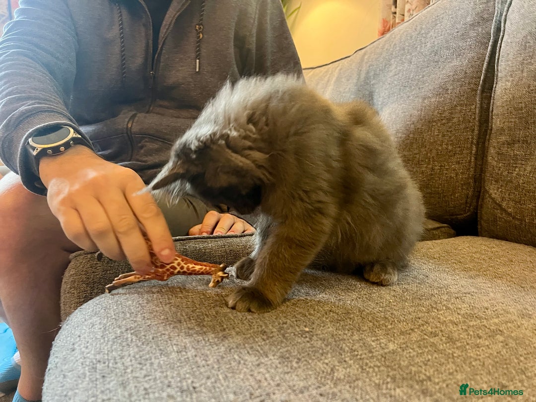 Maine Coon cats for sale: Purebred Maine Coon Male Kittens. Blue,Tabby,Black - Image 7