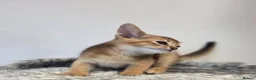Abyssinian cats for sale: 🔥 TICA Registered Abyssinian Kittens - Advert 21