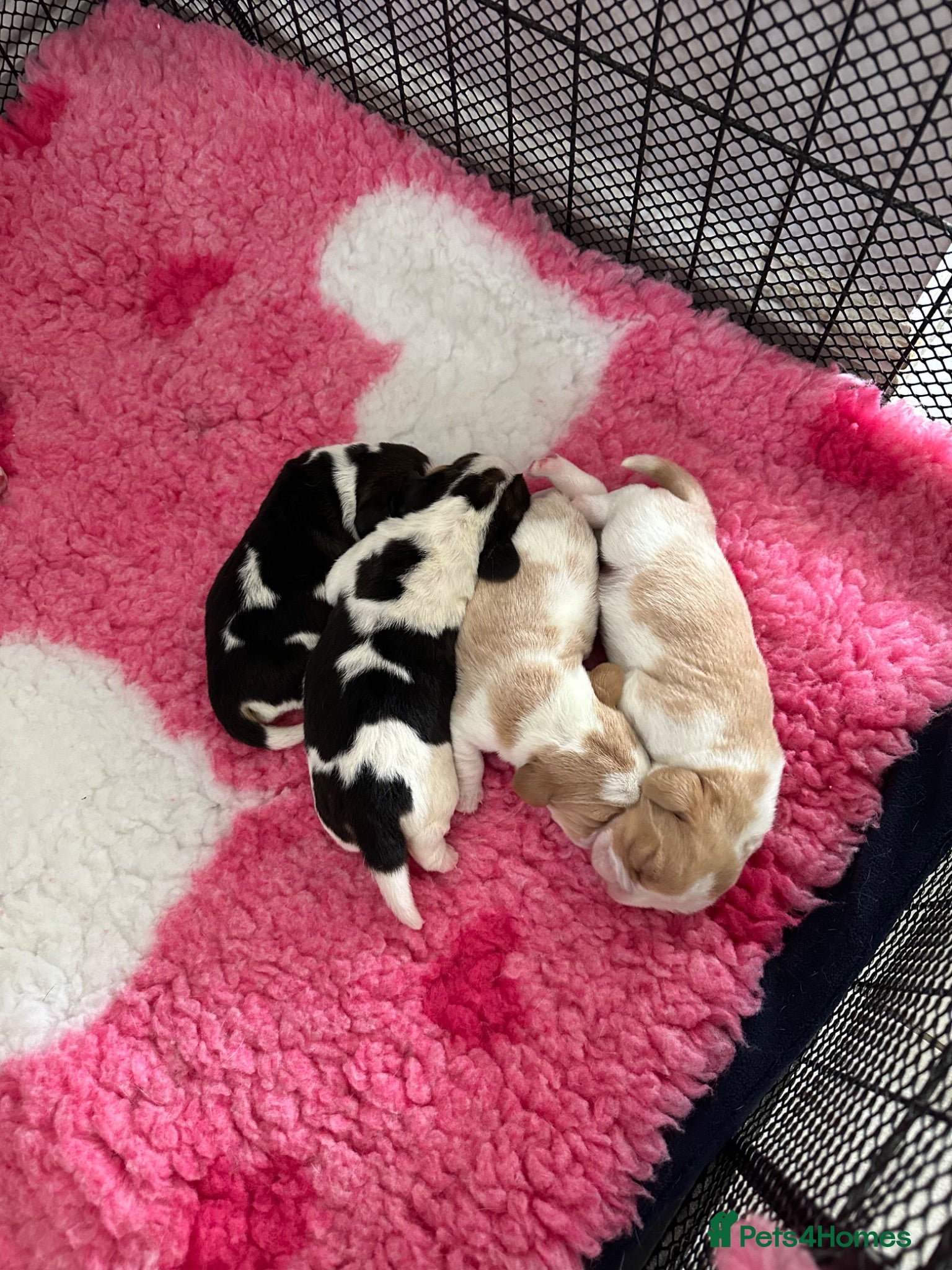 Beagle dogs Stunning KC registered litter - Advert 2