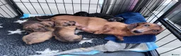 Miniature Dachshund dogs for stud: STUD Mini Dachshund  - Advert 2
