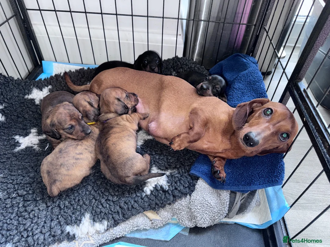 Miniature Dachshund dogs for stud: STUD Mini Dachshund  - Advert 2