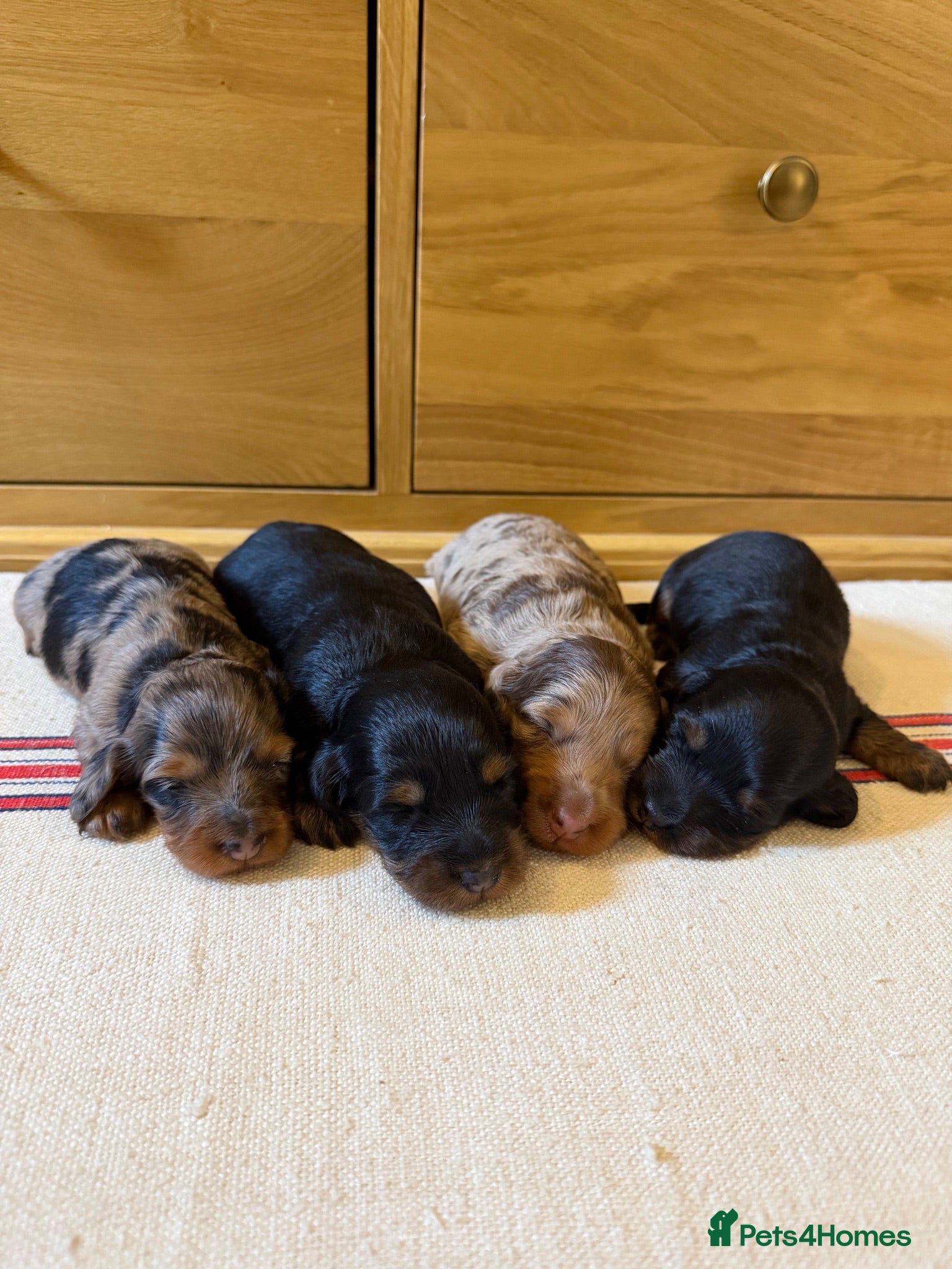 Miniature Dachshund dogs KC Long Haired Miniature Dachshund Puppies - Advert 10