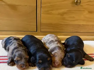Miniature Dachshund dogs KC Long Haired Miniature Dachshund Puppies - Advert 2