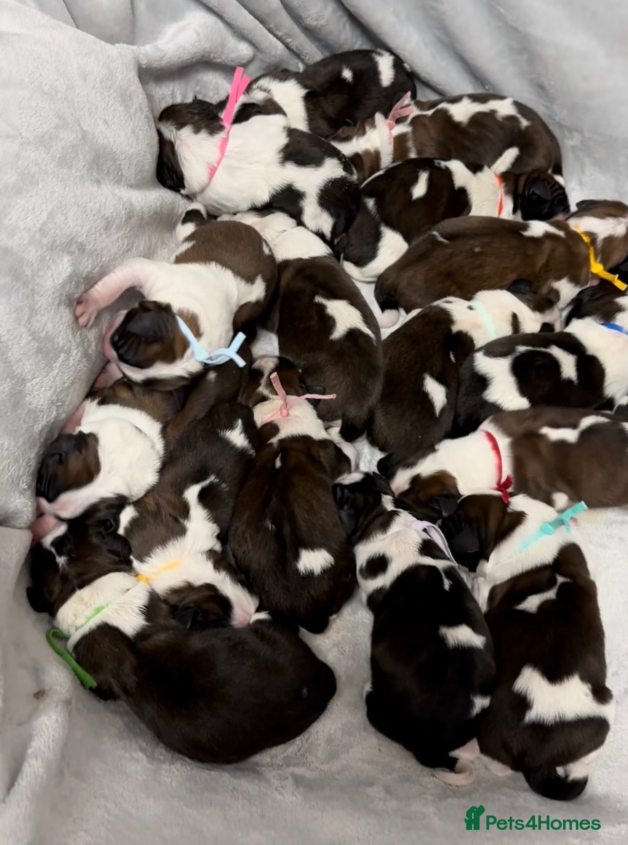 Saint Bernard dogs Waiting list open due may 23rd exceptional litter - Advert 15
