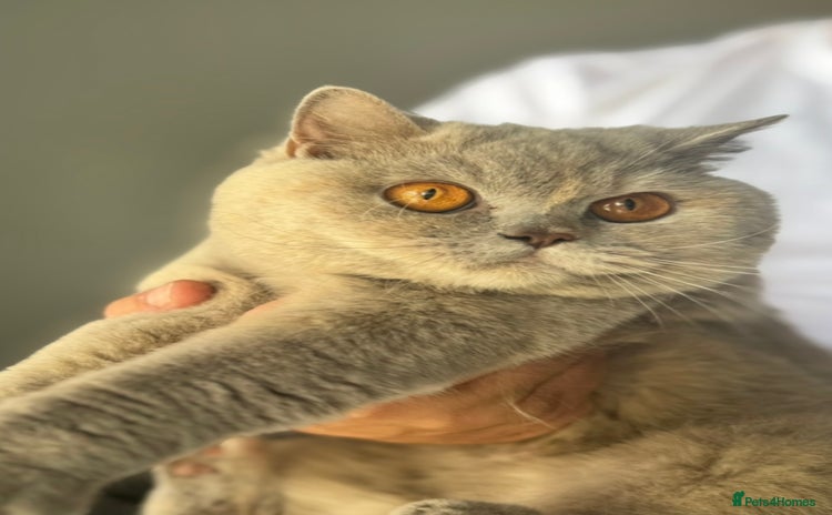 British Shorthair cats - Advert 15